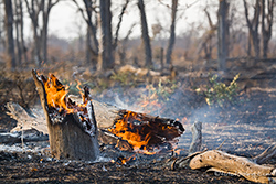 Waldbrand im Moremi Nationalpark