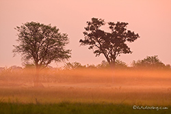 Staubiger Sonnenuntergang am Khwai