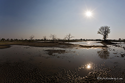 Dead Tree Island, Moremi Nationalpark