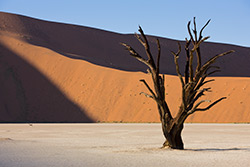 Toter Baum im Deadvlei