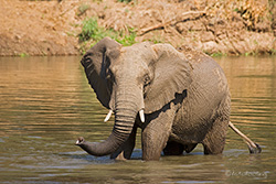 Elefant im Lower Zambezi NP