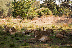 Löwenrudel im Lower Zambezi NP