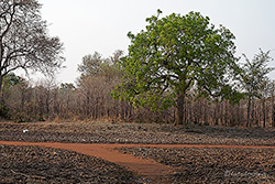 Landschaft im North Luangwa Nationalpark