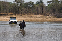 Furt durch den Luangwa Fluss