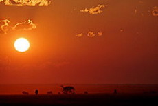 Etosha Sundowner