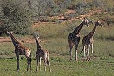 Kalahari Giraffen
