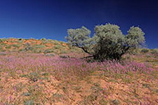 blühende Kalahari