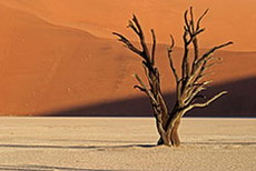 Tote Bäume im Deadvlei