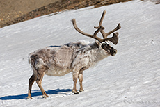 Unser erstes Rentier im Schnee