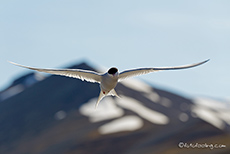 Küstenseeschwalbe, Spitzbergen