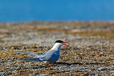 schimpfende Küstenseeschwalbe