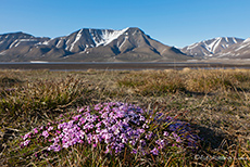 Frühling auf Spitzbergen