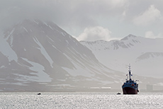 wir ankern in Blomstrandhalvøya im Norden des Kongsfjordes