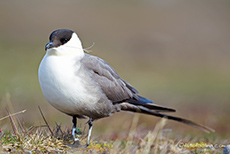 hier ein Bild von der Falkenraubmöwe (Skua)