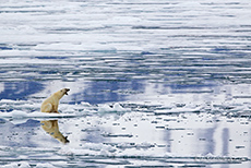 unser erster Eisbär, Spitzbergen