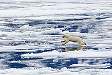 manchmal muss man springen, Eisbär