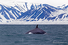 Minkwal, Spitzbergen