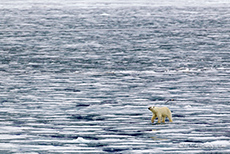 unser zweiter Eisbär - erst weit weg