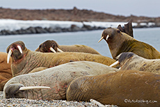 Walrosskolonie auf Spitzbergen