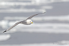 Eismöwe, Spitzbergen