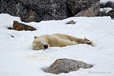 müder Eisbär auf Sallyhammna