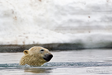 Eisbär nach dem Tauchgang