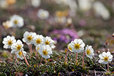 arktischer Frühling