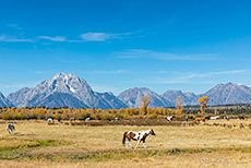 Mustangs vor der Teton Range
