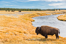Bison Bulle (Bos bison, Bison bison) am Firehole River, Yellowstone Nationalpark
