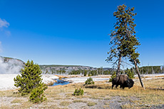 Bison am Black Sand Basin, Yellowstone Nationalpark