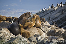 Seelöwen und Pinguine