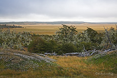 Farne und Flechten in den Bäumen