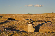 Magellanpinguine in Punta Tombo