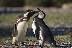 Magellanpinguine in Punta Tombo