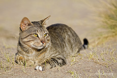 Kater Carlo