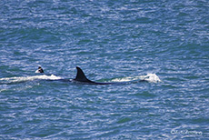 Orcas vor Punta Norte