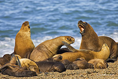 Seelöwen am Strand von Punta Norte