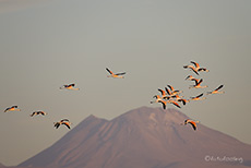 Flamingos an der Laguna Chaxa