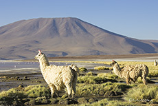 Lamas an der Laguna Colorada
