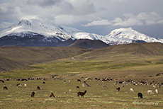 Vulkane im Lauca Nationalpark