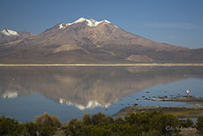 Salar de Surire (4280 m)