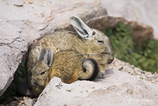 Viscachas - Verwandte der Chinchillas