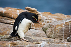 Rockhopper