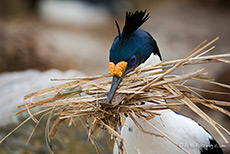 Blue-eyed Shag