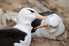 zrtliches Kraulen bei den Albatrossen