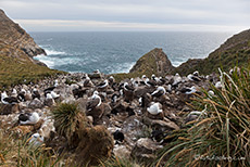 Albatrosskolonie
