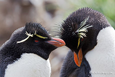 Zrtlichkeit unter den Pinguinen