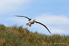 Albatross im Landeanflug