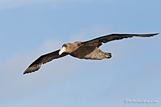 Riesensturmvogel