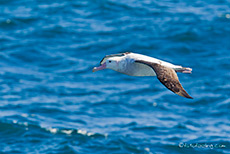 ein Albatross fliegt mit uns mit